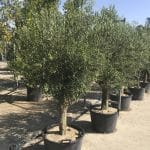 Arbol de oliva | Guia de jardineria