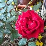 Como acelerar la floración de rosas