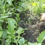 Control de malas hierbas en el jardín