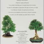 Cuidados de los bonsai | Guia de jardineria