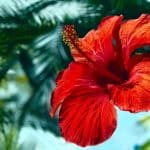 Cuidados del Hibiscos | Guia de jardineria