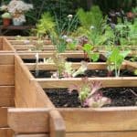 Cultivar un huerto | Guia de jardineria