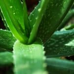 Cultivo de Aloe Vera | Guia de jardineria