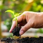 Cultivo de semillas | Guia de jardineria