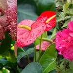 Flores tropicales comunes | Guia de jardineria