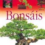 Historia de los Bonsai | Guia de jardineria