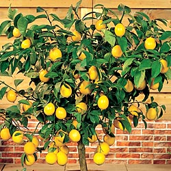 Limonero enano | Guia de jardineria