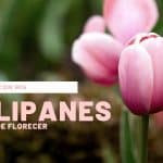 Los tulipanes después de su floración