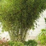 Planta de bambu | Guia de jardineria
