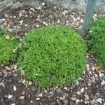 Planta de jade | Guia de jardineria