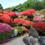 Plantas de Jardin Japones | Guia de jardineria