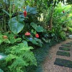 Plantas tropicales | Guia de jardineria