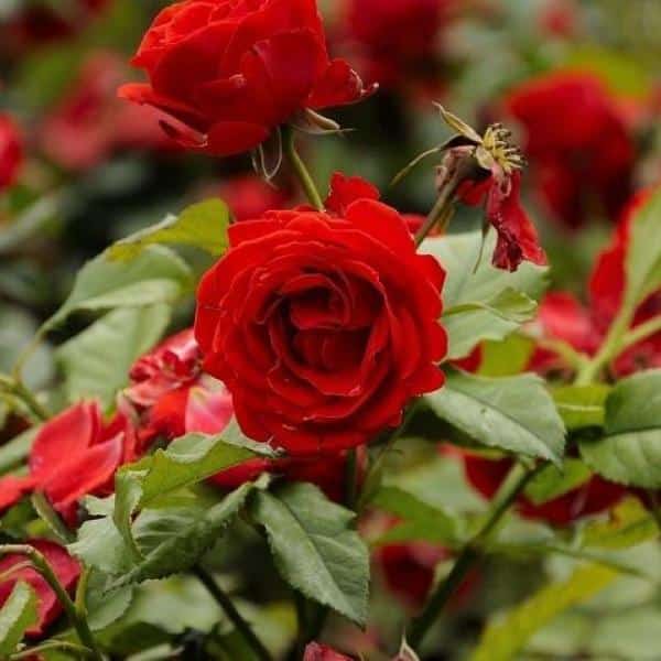 Rosas como tenerlas en un Jardín