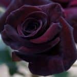 Rosas Negras | Guia de jardineria